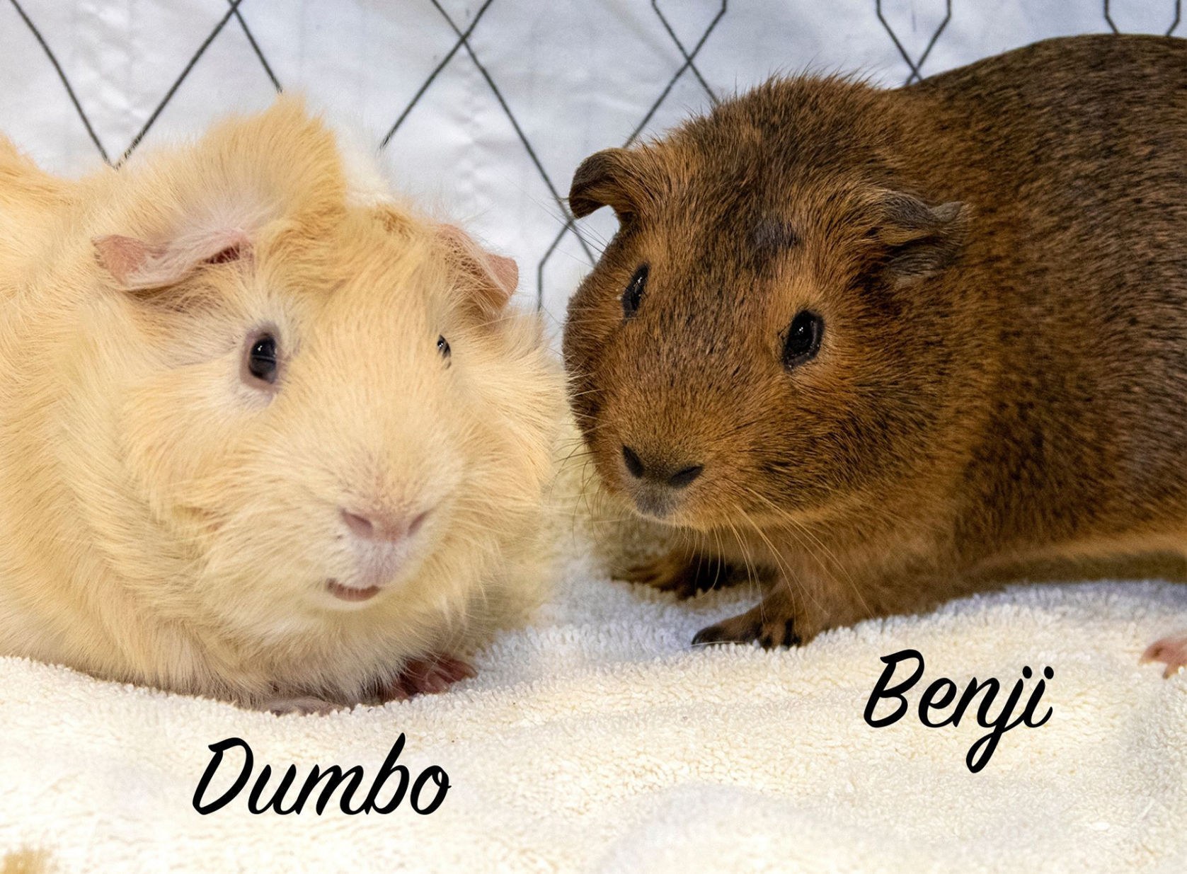 Pets of the week: Benji and Dumbo